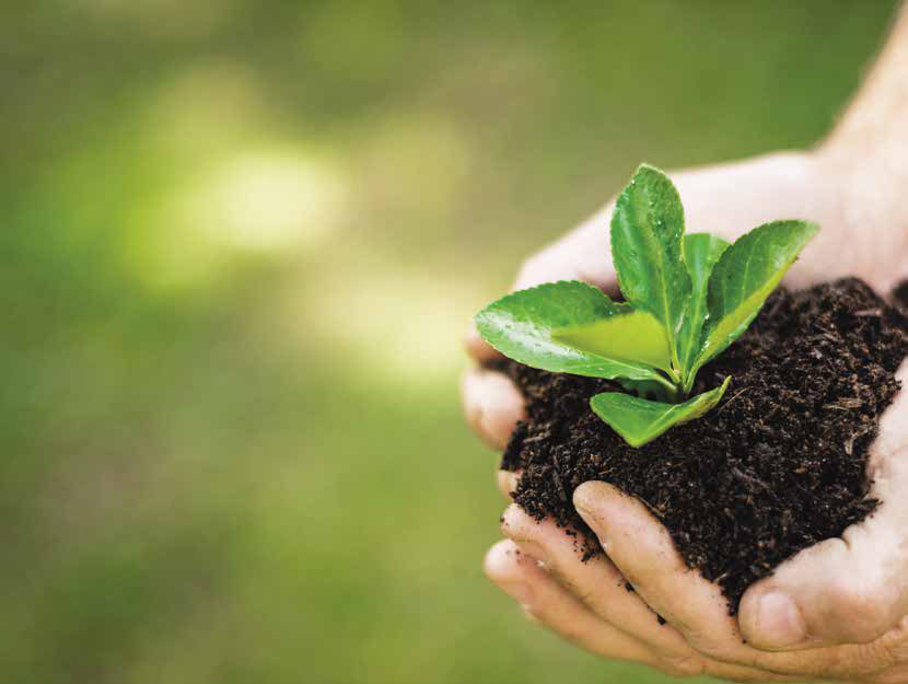 Cupped hands holding a seedling in rich soil